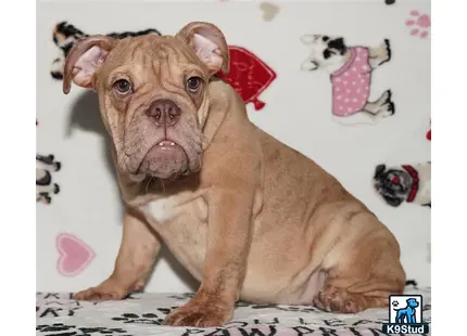 a english bulldog dog sitting on a bed