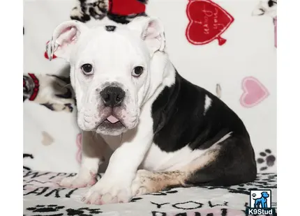 English Bulldog