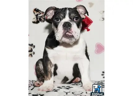 a black and white english bulldog puppy