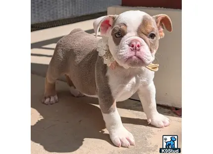 a english bulldog dog standing on a concrete surface