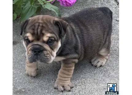 a english bulldog puppy lying on the ground