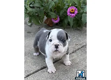 English Bulldog
