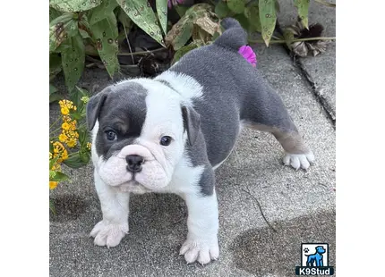 a english bulldog puppy with a flower on its head