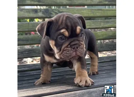 a english bulldog puppy standing on a deck