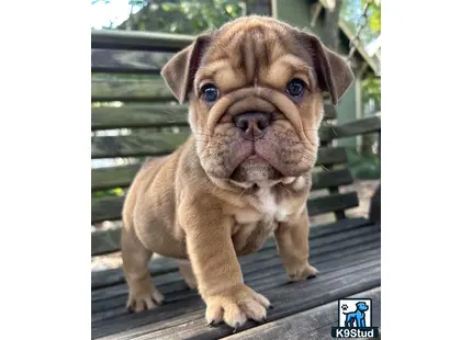 English Bulldog
