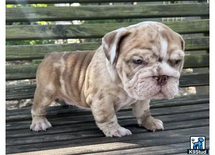 a english bulldog puppy on a bench