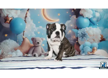 a english bulldog dog and a stuffed animal