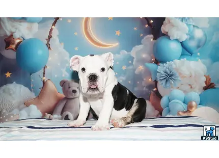 a english bulldog dog holding a stuffed animal