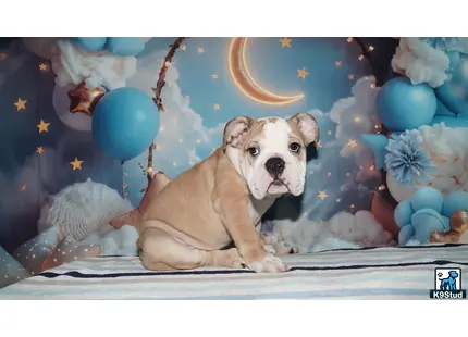 a english bulldog dog sitting on a stage with balloons and a star