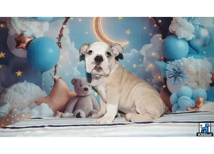 a english bulldog dog with a stuffed animal