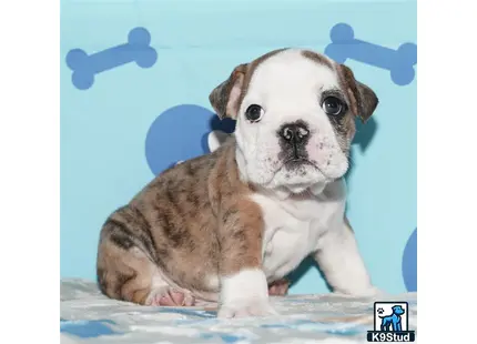 a small english bulldog dog sitting