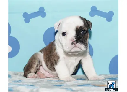 a small english bulldog puppy on a bed