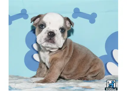 a english bulldog dog sitting on snow
