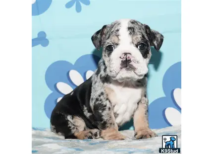 a english bulldog puppy sitting on a bed