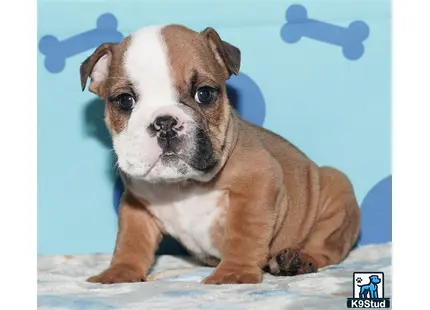 a small english bulldog dog sitting on snow