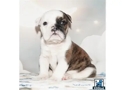 a small english bulldog puppy sitting on a white surface