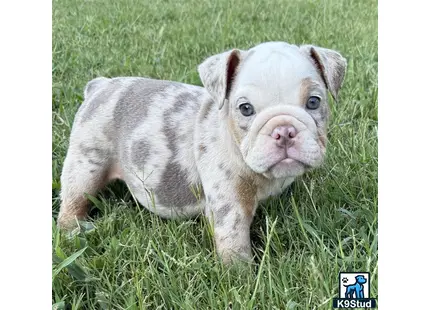 a baby pig standing in grass