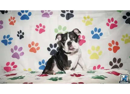 a english bulldog dog lying on a couch