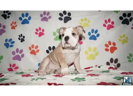 a english bulldog dog sitting on a couch