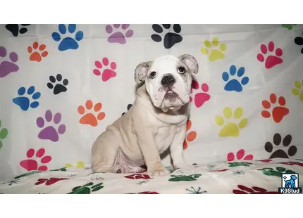 a english bulldog dog sitting on a couch