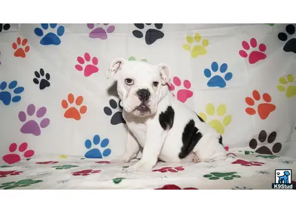 a english bulldog dog sitting on a couch