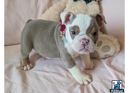 a english bulldog dog wearing a garment