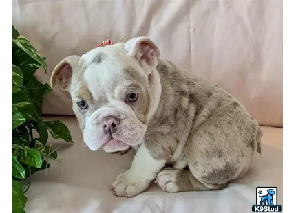 a english bulldog puppy lying on a couch