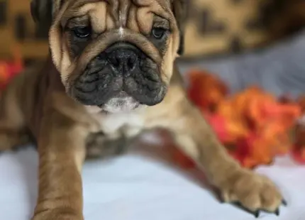 English Bulldog puppy for sale: Brindle English Bulldog puppy resting on a white surface