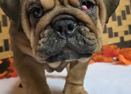 English Bulldog puppy for sale: Brown English Bulldog puppy with wrinkled face and curious expression