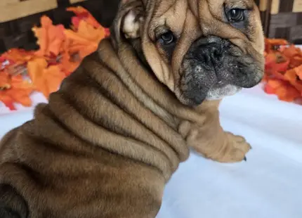 English Bulldog puppy for sale: Brown wrinkled puppy sitting on a white surface with autumn leaves