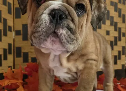 English Bulldog puppy for sale: Brindle English Bulldog puppy standing on a white surface with autumn leaves
