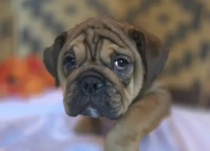 English Bulldog puppy for sale: Brown English Bulldog puppy with a wrinkled face and curious expression