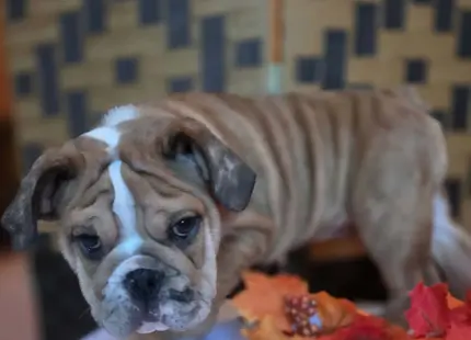 English Bulldog puppy for sale: Brindle English Bulldog standing near autumn leaves on a table