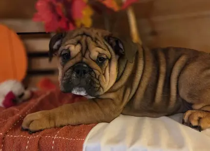 English Bulldog puppy for sale: Brindle English Bulldog puppy resting on a cozy blanket