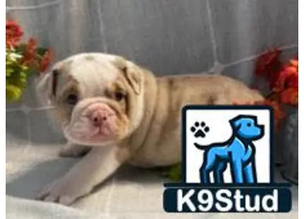 graphical user interface, website