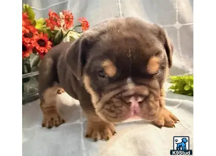 a english bulldog puppy with its tongue out