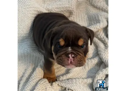 a english bulldog puppy with a cone around its head