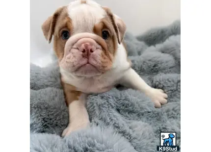 a english bulldog dog lying on a blanket