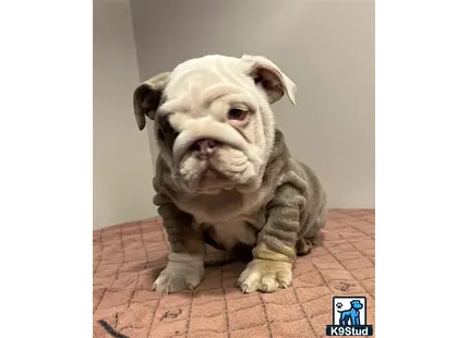 a english bulldog puppy sitting on a tile floor