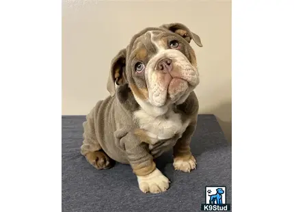 a english bulldog dog sitting on the floor