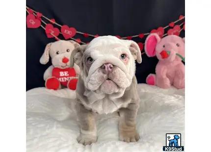 a english bulldog dog wearing a bow tie
