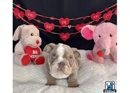 a english bulldog dog lying on a bed with stuffed animals