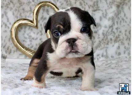 a english bulldog puppy with a crown