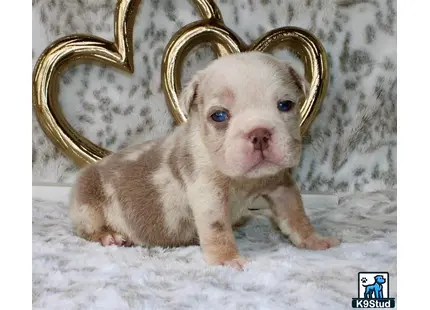 a english bulldog puppy sitting in front of a mirror