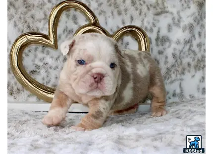 a small english bulldog puppy with blue eyes