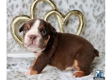 a english bulldog dog with a crown