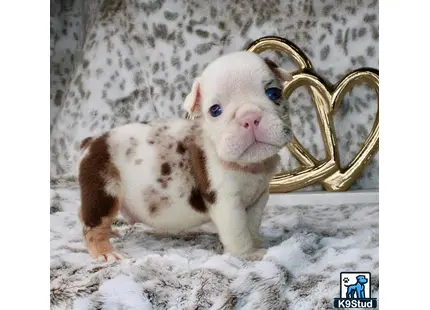 a small piglet with a gold ring on its head
