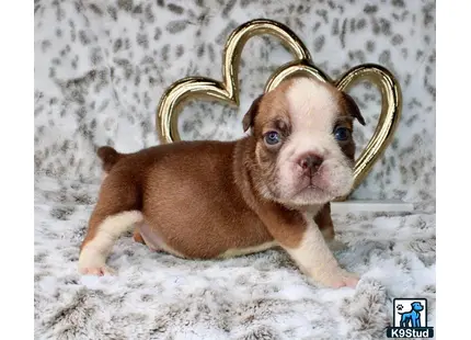 a english bulldog dog wearing a crown
