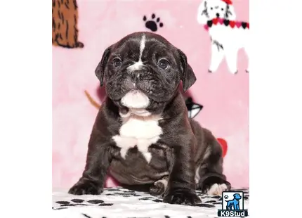 a black and white english bulldog puppy