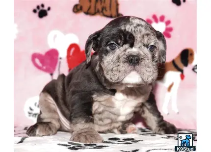 a english bulldog puppy sitting on a blanket